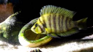 Altolamprologus compressiceps quotChaitikaquot pair guarding eggs amp fry [upl. by Akiam]