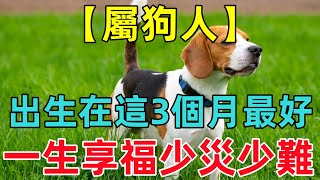 【屬狗人】出生在這3個月最好，一生少災少難，安穩順遂，福澤綿長！ [upl. by Hars]