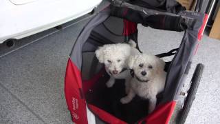 Bichon Frise Dogs first ride on DutchDog DoggyRide Bike Bicycle Dog Trailer [upl. by Ilse]