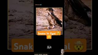 Eagle vs snake 😲 shorts [upl. by Pfeifer]