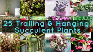 25 Trailing amp Hanging Succulent Plants [upl. by Yhtomiht]