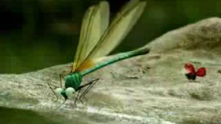 Minuscule dragonflys bully other insects [upl. by Llednol]