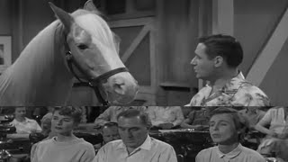 Mister Ed Season 1 Episode 25 1961 Pine Lake Lodge [upl. by Nalek]