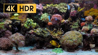 Coral Reef Aquarium  4K HDR 60 fps  no loop [upl. by Lynnea555]