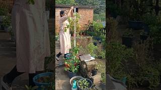 Winter garden preparation part3 shorts garden preparation for winter gardening work [upl. by Sokram]