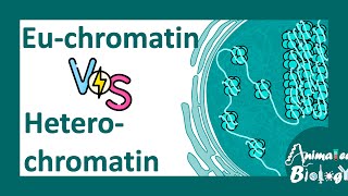 Euchromatin vs heterochromatin  Molecular differences between Euchromatin amp heterochromatin molbio [upl. by Fendig15]