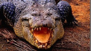 Deadly Crocodiles of the Nile River  Nature Documentary [upl. by Dincolo683]