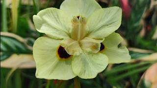 DIETES BICOLOR ó LIRIO AFRICANO 😍💮 [upl. by Imit450]