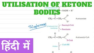 Utilization of Ketone Body in Hindi [upl. by Gilmour]