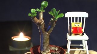 Geldbaum Bonsai schneiden und vermehren Teil 3 [upl. by Kenway]