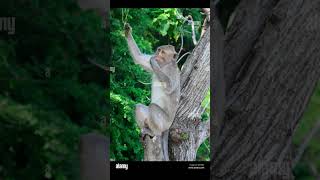 A little Monkey story viralvideo [upl. by Einreb54]