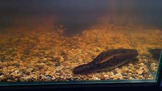 Polypterus palmas spawning [upl. by Neelrak]