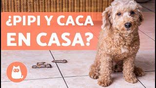 Mi PERRO hace PIPI y CACA en CASA 🐕💦 Por qué y Cómo Solucionarlo ad [upl. by Anoved]