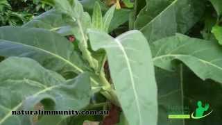 Tobacco Nicotiana tabacum [upl. by Tracay]