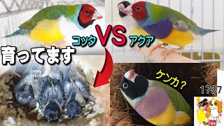 必見！恋に落ちた鳥の行動が可愛すぎる動画｜可愛い動物 コキンチョウ 1638 [upl. by Kitchen]