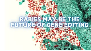 Rabies may be the future of gene editing [upl. by Steen]