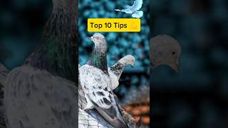 Top 10 Tips For Beginners  Best Pigeon Breed For Racing shorts pigeon [upl. by Eural792]