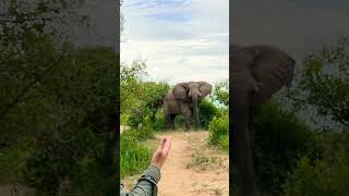 Gonarezhou National Park wildlife wildsafari safaritour elephant animals [upl. by Hajidak]