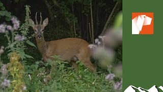 The magic of roebuck stalking [upl. by Auric]