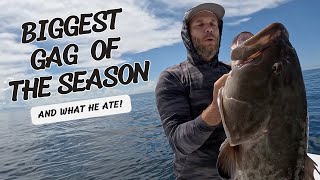 MASSIVE GROUPER Fishing out of Sebastian Inlet Florida BEST BAIT FOR GROUPER [upl. by Nlycaj]