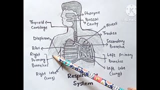 Respiratory system  How to draw respiratory system [upl. by Anabel]