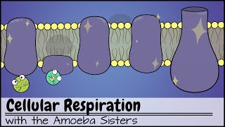 Cellular Respiration UPDATED [upl. by Greeson264]