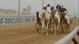 Camel Races Al Marmoom Camel Race Track Dubai UAE [upl. by Kal133]