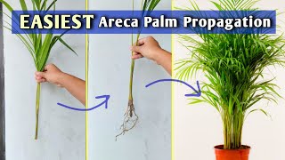 Areca Palm Propagation from Stem Separation Areca Palm Care [upl. by Dafodil]