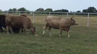 CharolaisAngus Cross Rep Heifers [upl. by Rambert]