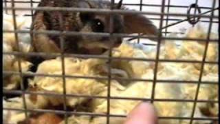 Flying squirrel trapping and relocation [upl. by Kenyon749]