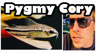 Pygmy Corydoras Care Need to Know [upl. by Engedi]