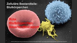 Das menschliche Blut und seine Bestandteile in einer Kurzbeschreibung [upl. by Thissa]