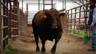 An unbelievable story of one of the rankest bulls Ricky Vaughn [upl. by Amsden]