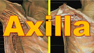 21 Axillary Boundaries  Axilla 16  Upper Limb  كلية الطب  مادة التشريح  A3  23 [upl. by Gavan]