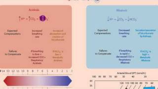 Part 1 Acidosis and Alkalosis Metabolic or Respiratorymp4 [upl. by Bohs]