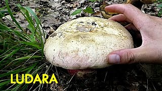 Ludara  Rubroboletus satanas  8 Avgust 2020 [upl. by Alver181]