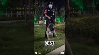 3 Legged Puppy Becomes Best Police Dog ❤️dog dogshorts wholesome [upl. by Tabb]