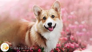 Deep Separation Anxiety Music for Dog Relaxation 💖 Relaxing Sleep Music [upl. by Nosreh]