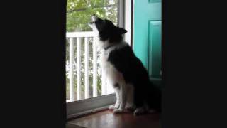 Border Collie Howls at Emergency Siren Test [upl. by Neroled]