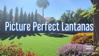 How to get Lantanas looking their Best lantanas howto seasonalcare [upl. by Yeldar1]