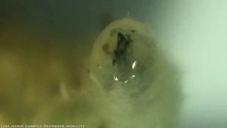 Macro Syrphid FlyHoverfly Larvae Mouthparts  HD [upl. by Spiros]