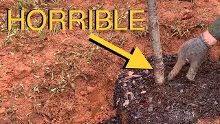 Plant Trees Like An Arborist Avoid This Common BIG MISTAKE [upl. by Mccreary235]