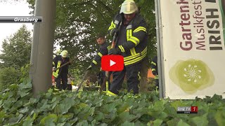 Plötzlich fällt eine 5 Meter lange Schlange vom Baum [upl. by Marvella]