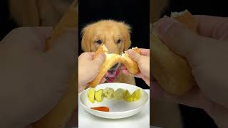 Kiki the dog eats a big loaf of bread for breakfast dog eat mukbang asmr goldenretriever [upl. by Anjali611]