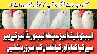 Albino black eyes split albino red eyes ka pair ap ko 2024 main kina nafa de ga  video zaror dekhy [upl. by Otanod77]