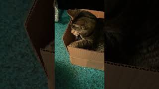 Box Cat cat foryourpage fyp fypシ゚ [upl. by Aneertak]