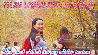 SWEET GUM WOODS RED LEAVES 🍁TRIP 2019  MAPPLE TREES🍁🍁🍁  TAI TONG YUEN LONG Hong Kong vlog🇭 [upl. by Loesceke]