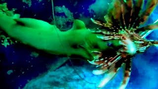 Hunting Lionfish in Roatan [upl. by Nareht471]