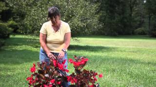 How to Identify a Begonia  Begonias [upl. by Nashoma]