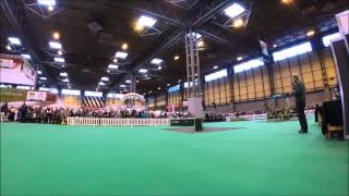 Crufts 2015 BASC Gundog Scurry Demo [upl. by Asenad]